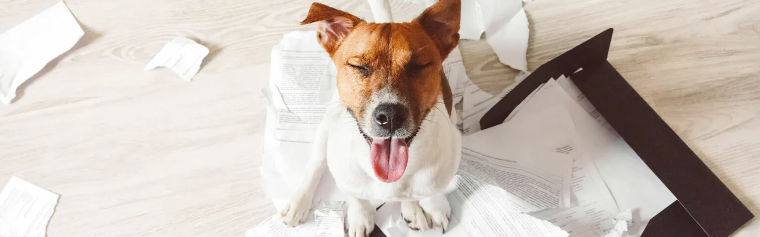 Hund sitzt auf zerfetzten Dokumenten